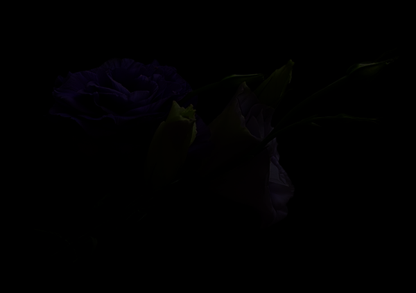 Photo 488464